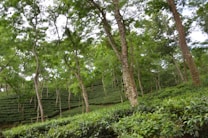 A lush, green plantation scene with rows of tea bushes extending into the distance, interspersed with tall trees. The landscape is slightly hilly and dense with vegetation, providing a serene, natural atmosphere.