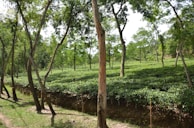 A lush, green tea plantation with rows of neatly trimmed tea plants under tall trees. The landscape is hilly and covered with rich green vegetation, giving an impression of freshness and tranquility. Sunlight filters through the leaves, creating dappled light and shadow patterns on the ground.
