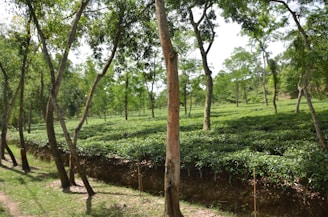 A warm, rustic tea garden in Jaipur with fresh tea leaves glistening in morning light.