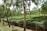 A lush, green tea plantation with rows of neatly trimmed tea plants under tall trees. The landscape is hilly and covered with rich green vegetation, giving an impression of freshness and tranquility. Sunlight filters through the leaves, creating dappled light and shadow patterns on the ground.
