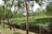 A lush, green tea plantation with rows of neatly trimmed tea plants under tall trees. The landscape is hilly and covered with rich green vegetation, giving an impression of freshness and tranquility. Sunlight filters through the leaves, creating dappled light and shadow patterns on the ground.