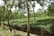A lush, green tea plantation with rows of neatly trimmed tea plants under tall trees. The landscape is hilly and covered with rich green vegetation, giving an impression of freshness and tranquility. Sunlight filters through the leaves, creating dappled light and shadow patterns on the ground.