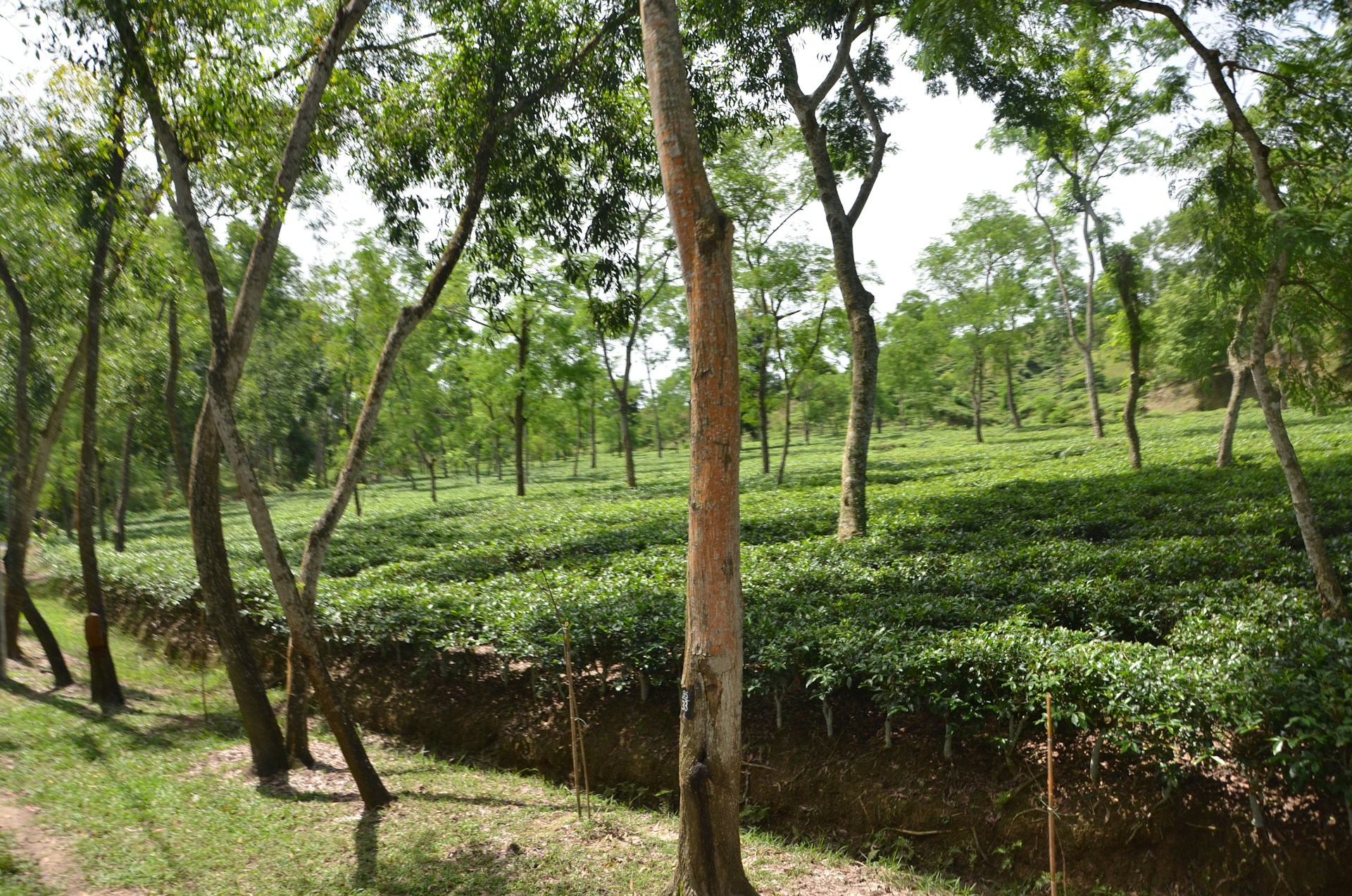 Close-up of hands carefully plucking fresh tea leaves during the guided tour at Golden Leaf Trails.