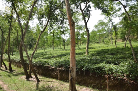 A lush, green tea plantation with rows of neatly trimmed tea plants under tall trees. The landscape is hilly and covered with rich green vegetation, giving an impression of freshness and tranquility. Sunlight filters through the leaves, creating dappled light and shadow patterns on the ground.
