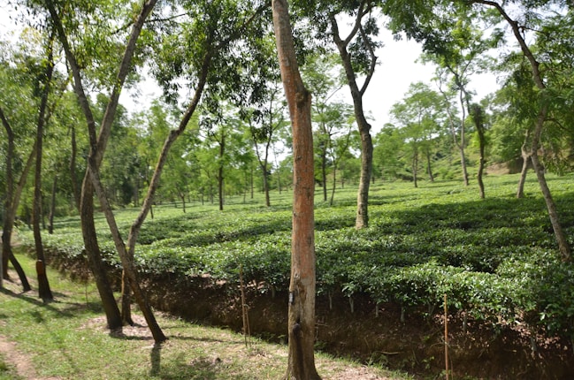 A lush, green tea plantation with rows of neatly trimmed tea plants under tall trees. The landscape is hilly and covered with rich green vegetation, giving an impression of freshness and tranquility. Sunlight filters through the leaves, creating dappled light and shadow patterns on the ground.