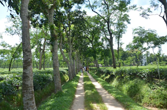 Travelers enjoying a peaceful tea garden walk surrounded by lush green tea bushes in Sikkim