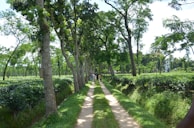 Guests enjoying a peaceful morning walk through the resort’s tea gardens.
