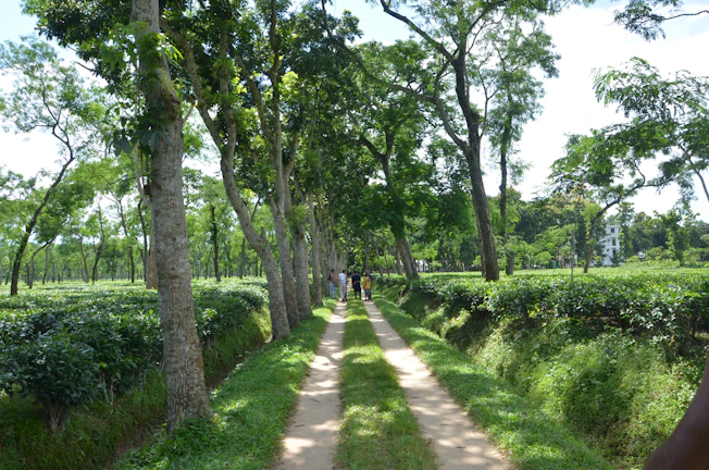 A vibrant group of travelers enjoying a sunny day near the lush tea gardens of Palampur.