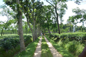 A lively group of travelers enjoying a scenic hike through Sri Lanka's lush tea plantations.