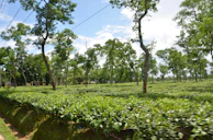 A panoramic view of the plantation work done in Dayal Enclave.
