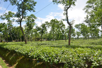 A panoramic view of the plantation work done in Dayal Enclave.