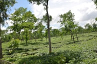 A lush green landscape filled with evenly spaced tea plants. Tall trees are scattered throughout the plantation, providing shade and structure. The sky overhead is partly cloudy, allowing beams of sunlight to filter through and illuminate the vibrant greenery.