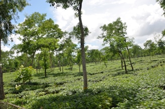 A lush green landscape filled with evenly spaced tea plants. Tall trees are scattered throughout the plantation, providing shade and structure. The sky overhead is partly cloudy, allowing beams of sunlight to filter through and illuminate the vibrant greenery.