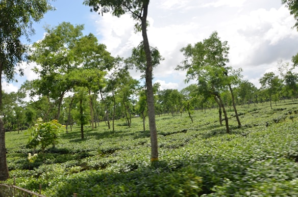 A lush green landscape filled with evenly spaced tea plants. Tall trees are scattered throughout the plantation, providing shade and structure. The sky overhead is partly cloudy, allowing beams of sunlight to filter through and illuminate the vibrant greenery.