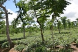 A lush, expansive landscape of a tea plantation with rows of tea bushes stretching into the distance. Tall trees are scattered throughout the plantation, and a clear blue sky with scattered white clouds is visible above.