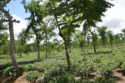 A lush, expansive landscape of a tea plantation with rows of tea bushes stretching into the distance. Tall trees are scattered throughout the plantation, and a clear blue sky with scattered white clouds is visible above.