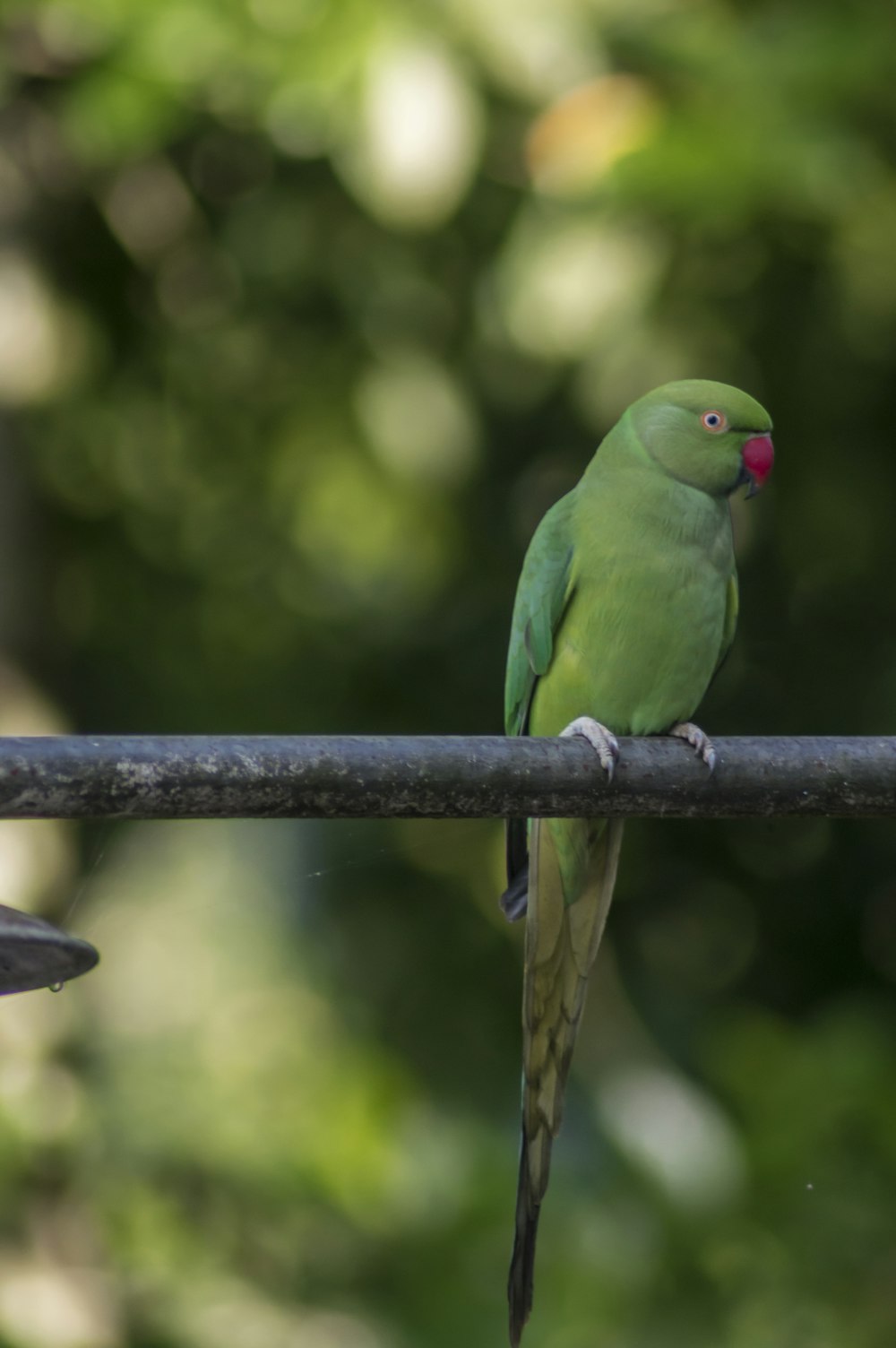a green bird sitting on top of a metal bar
