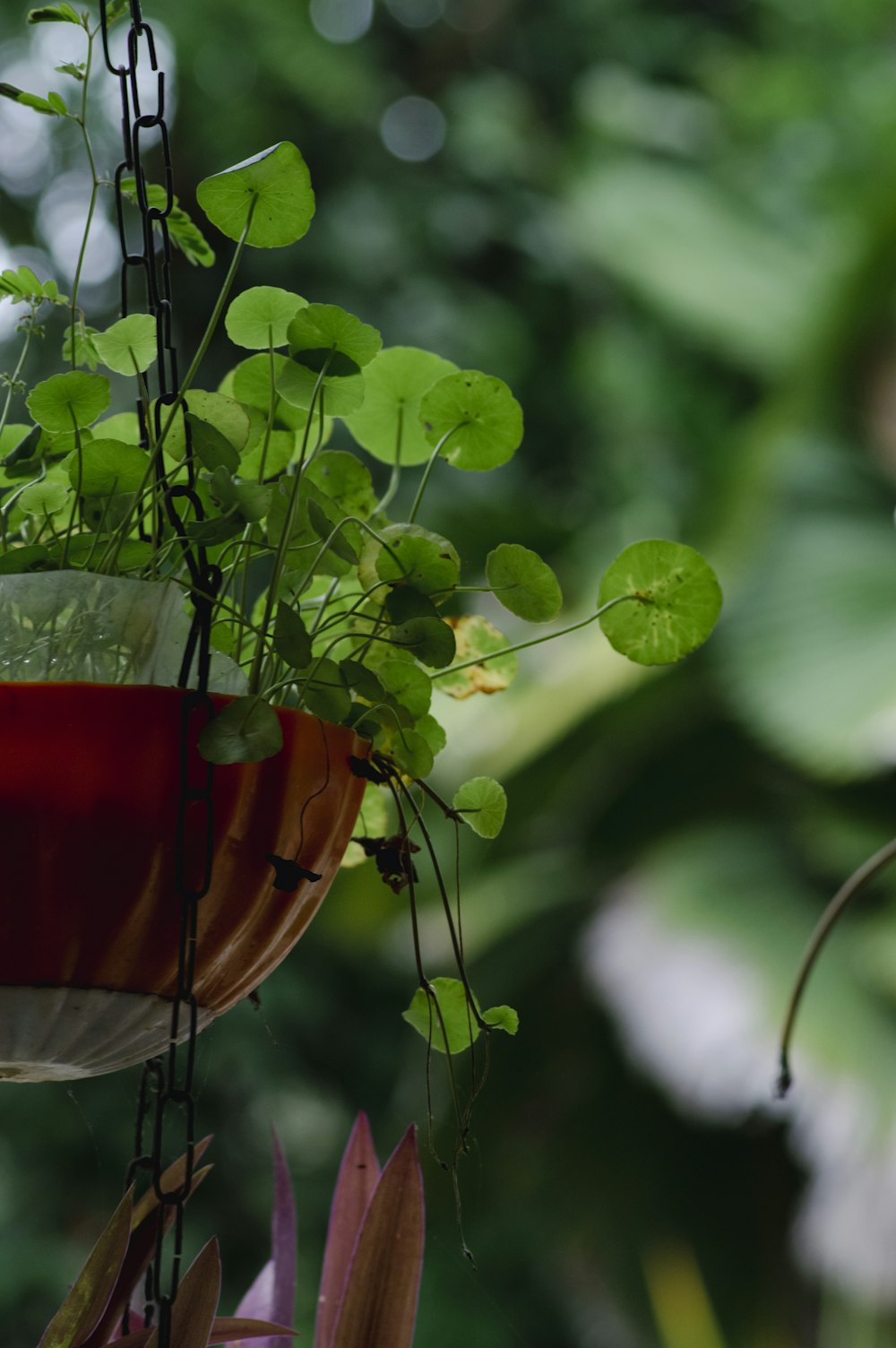 a hanging planter filled with lots of green plants