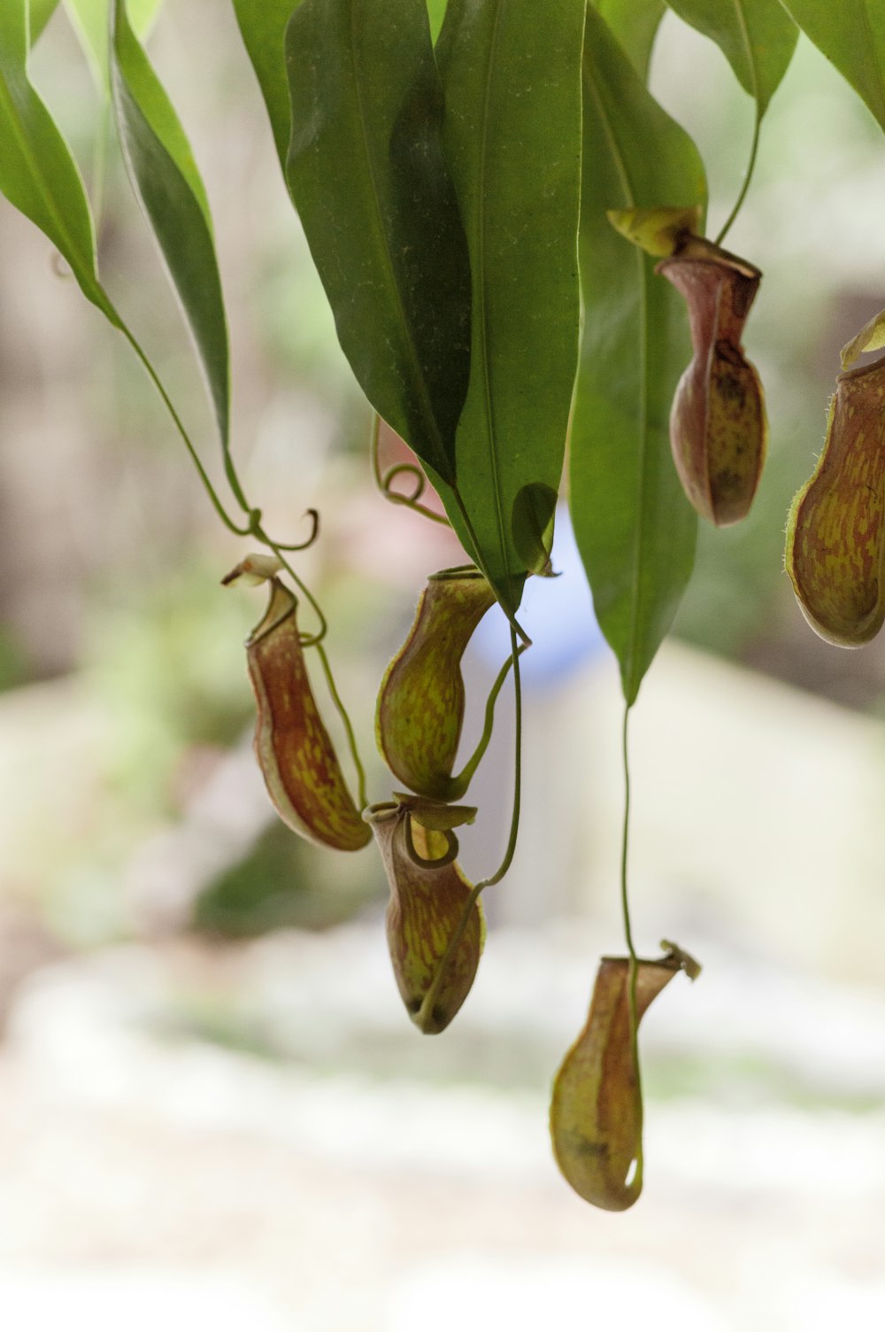 a bunch of flowers that are hanging from a tree