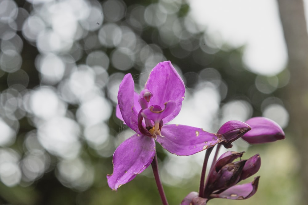 a close up of a purple flower with blurry trees in the background