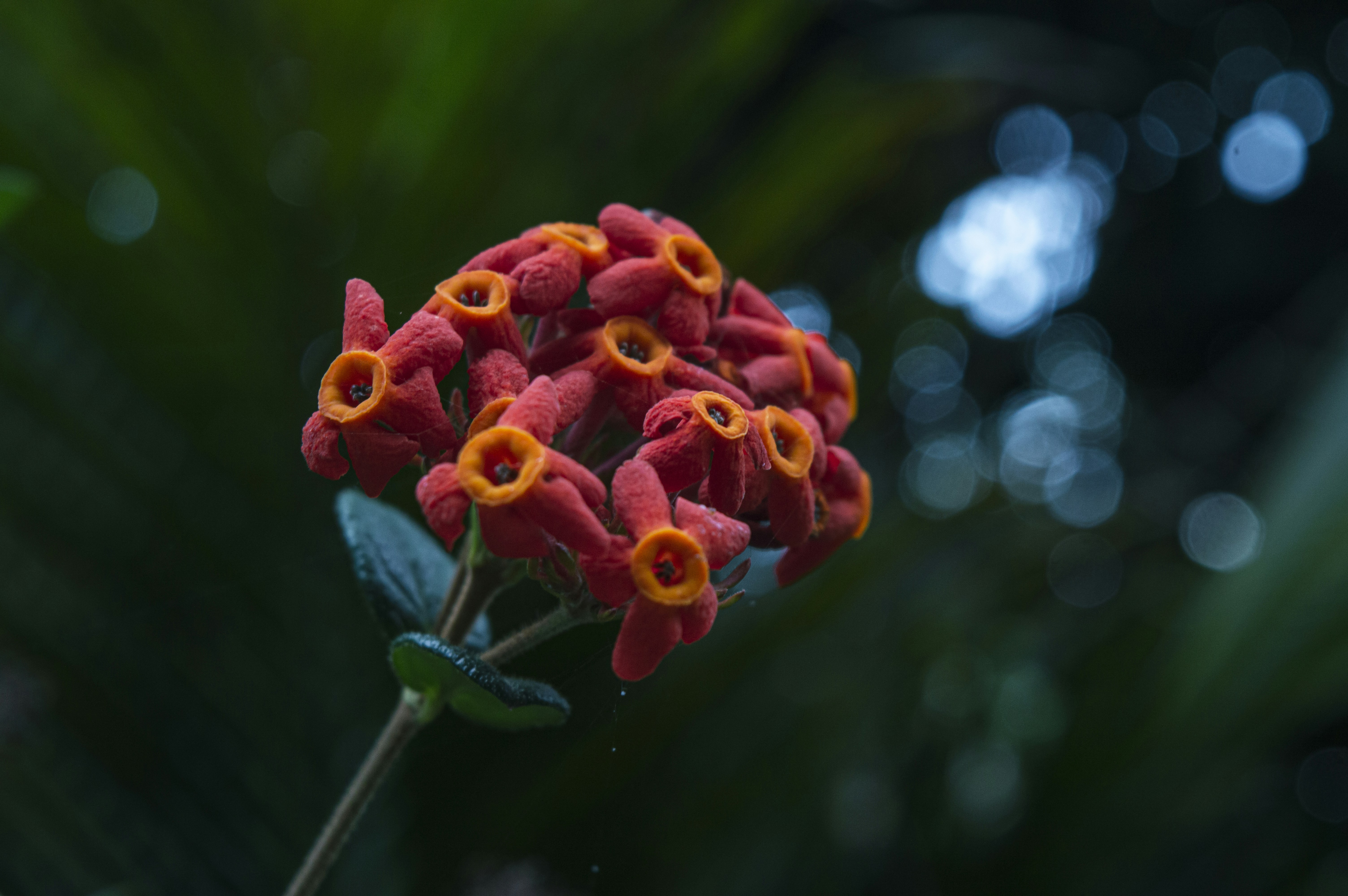 a close up of a flower on a plant