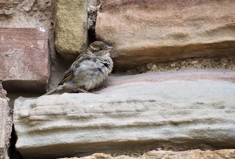 a small bird is sitting on a rock