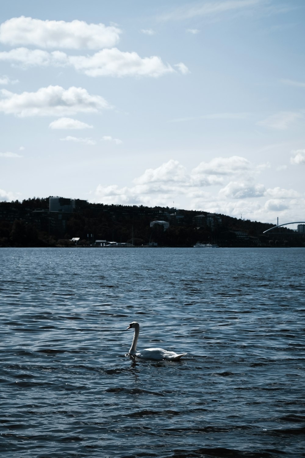 a swan is swimming in a large body of water