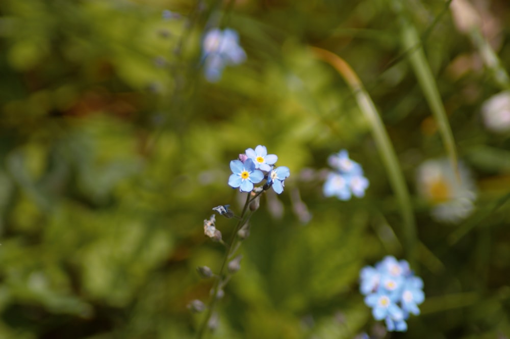 small blue flowers are growing in the grass