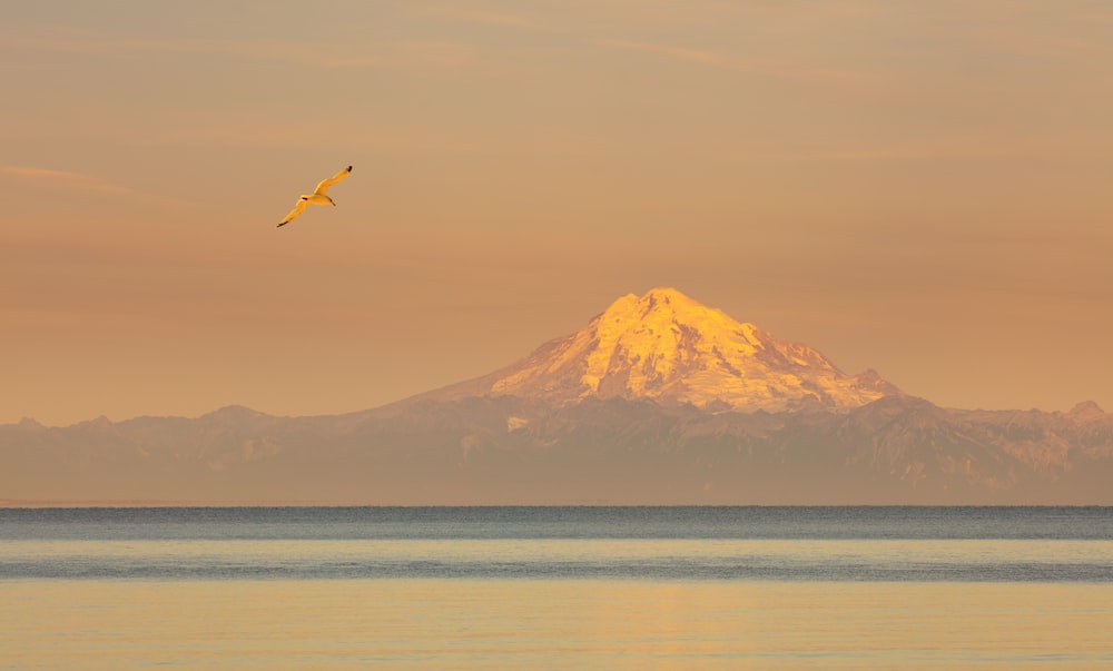 a bird flying over a large body of water