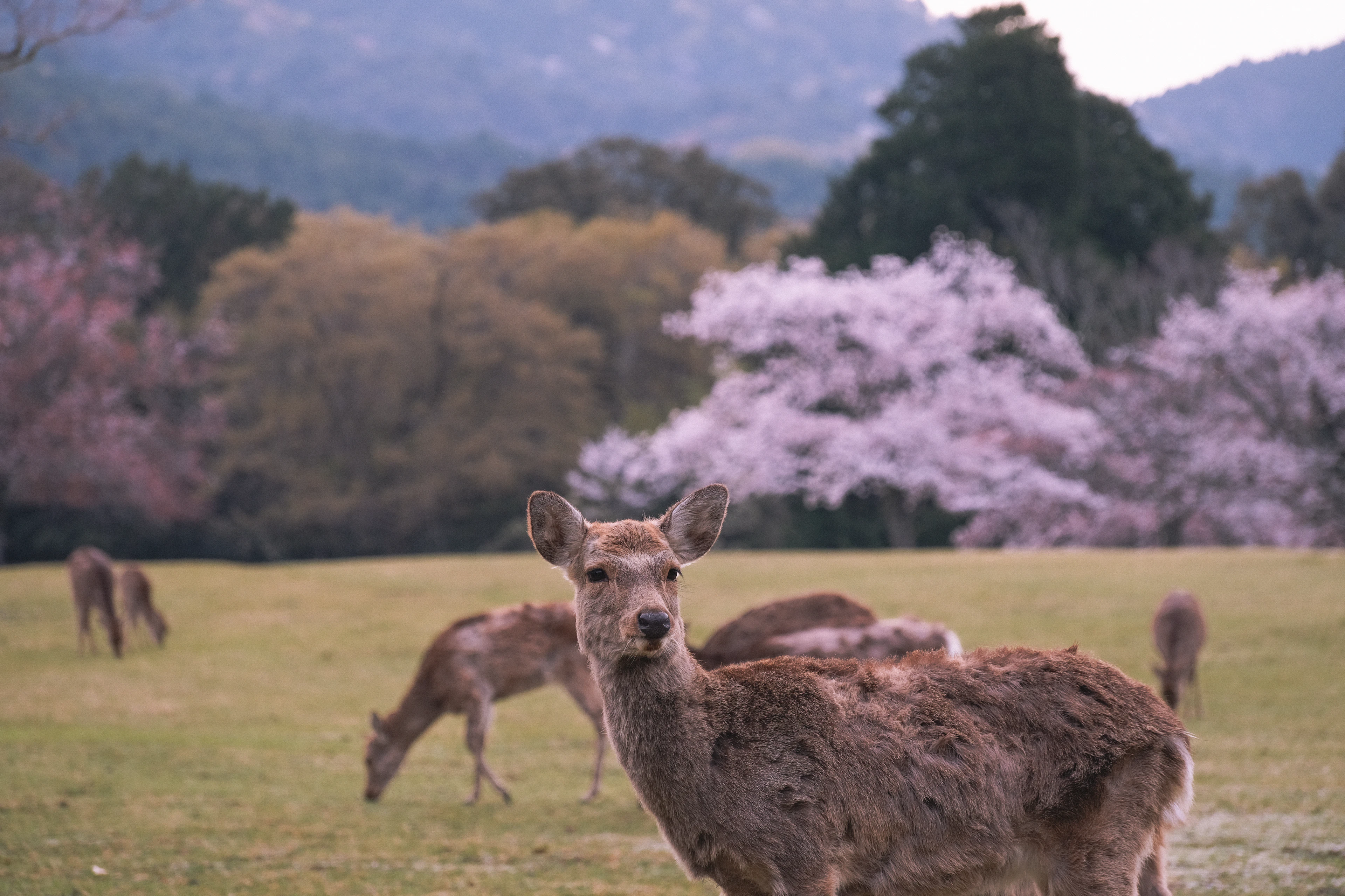 Japan — photo 3