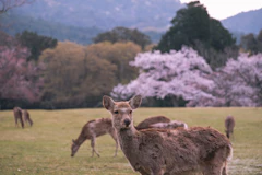 Daim dans le parc de Nara