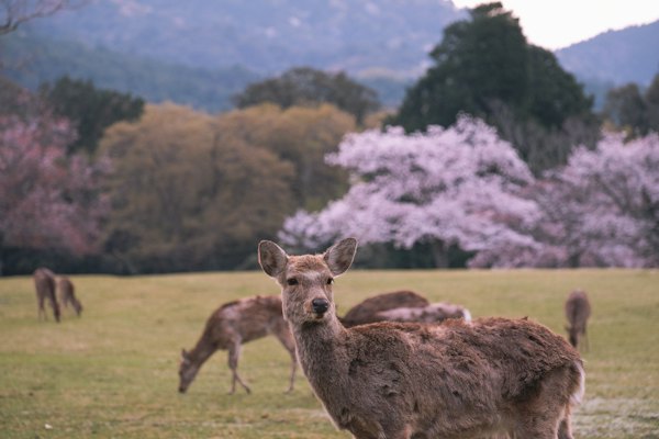 A herd of deer grazing on a lush green field — Nara, Japan