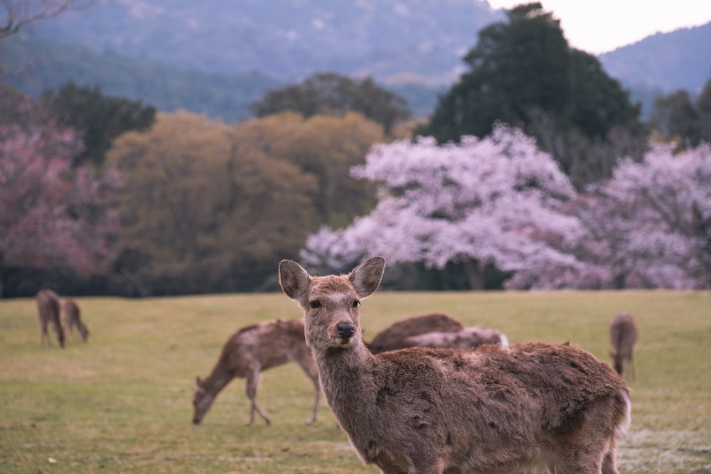 a herd of deer grazing on a lush green field