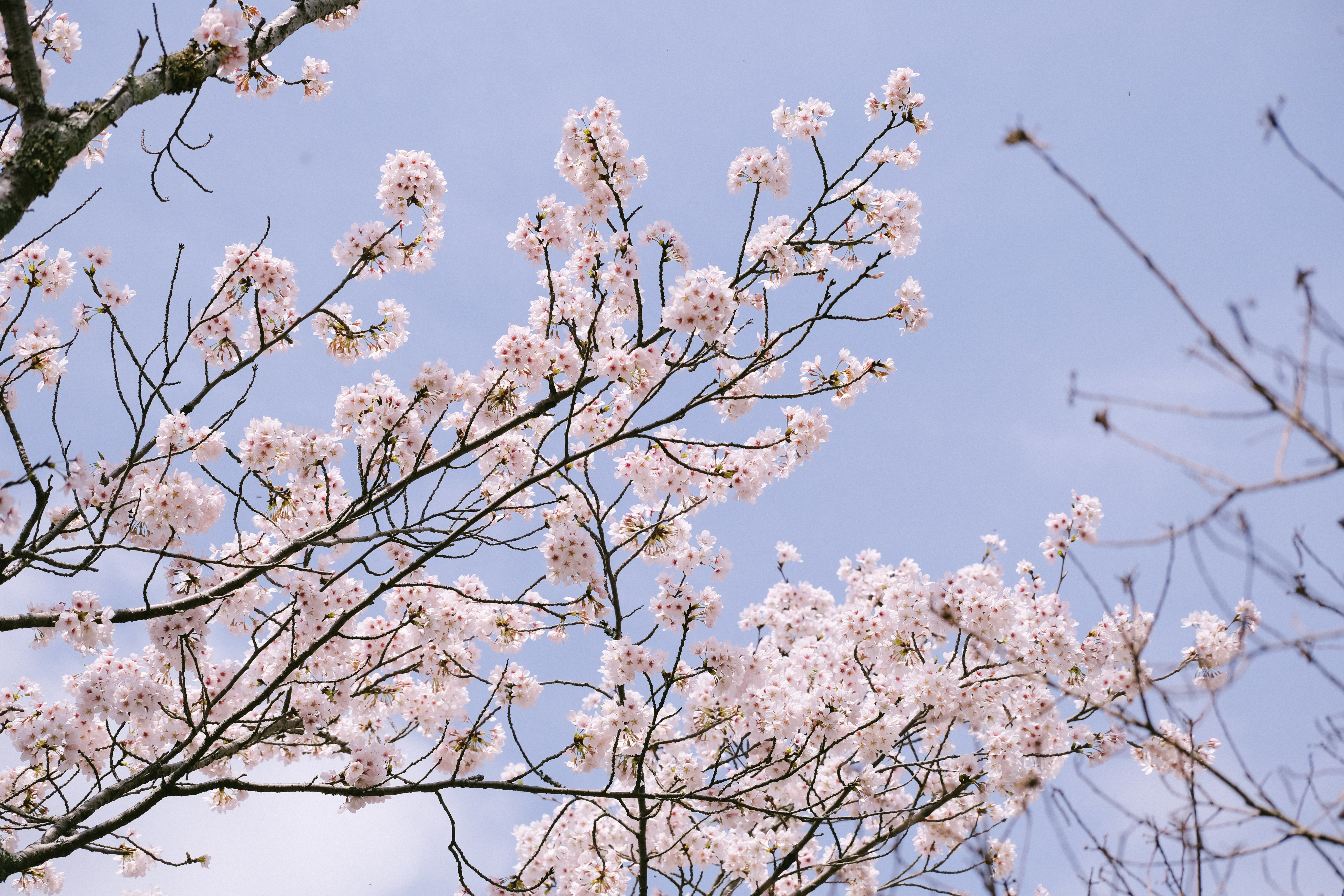 a tree with white flowers in front of a blue sky, 