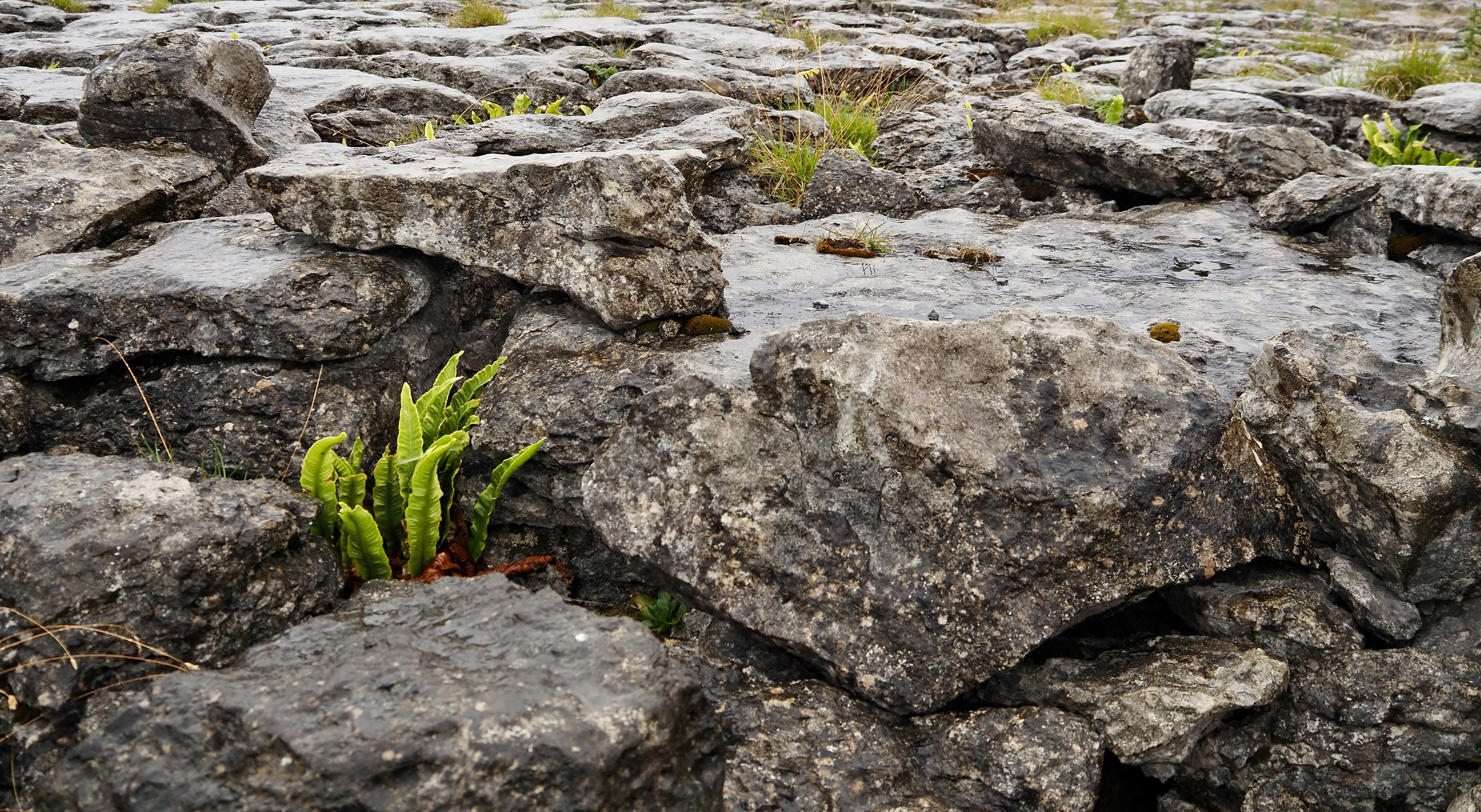 a bunch of rocks that have plants growing out of them, Ingleborough limestone pavement. Lateral tension along joints opened cracks in limestone pavement forming clints and grikes. Clints are the blocks and grikes are the fissures with ideal micro climate for Hart