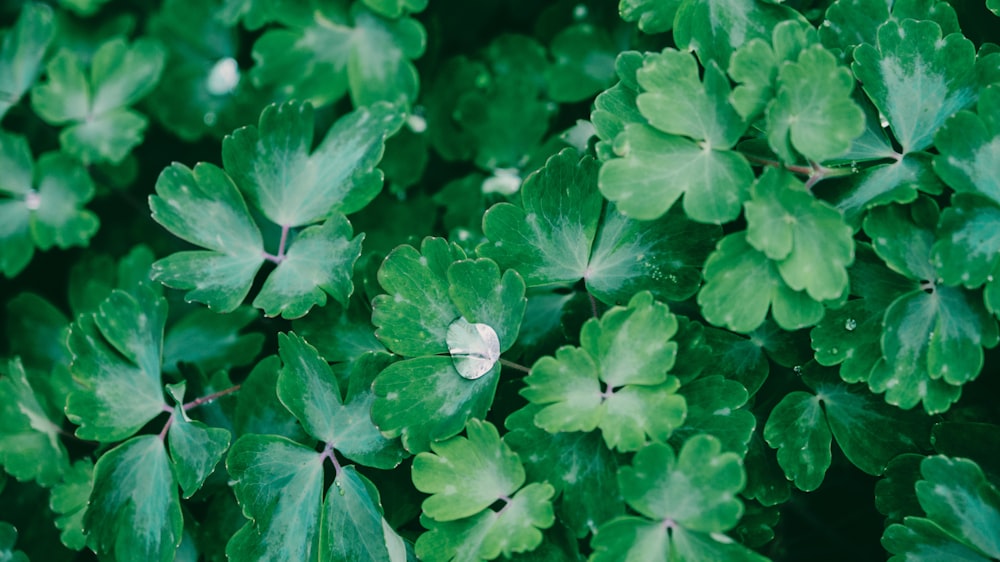 a close up of a green plant with leaves