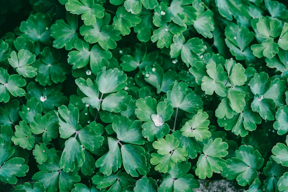 녹색 잎이있는 식물의 클로즈업