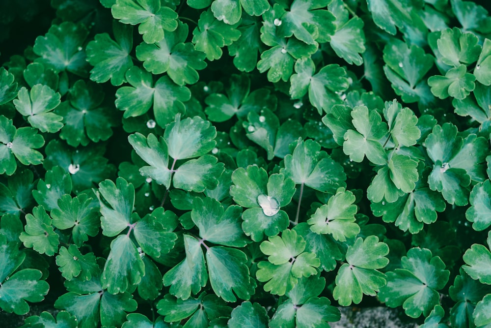 a close up of a plant with green leaves