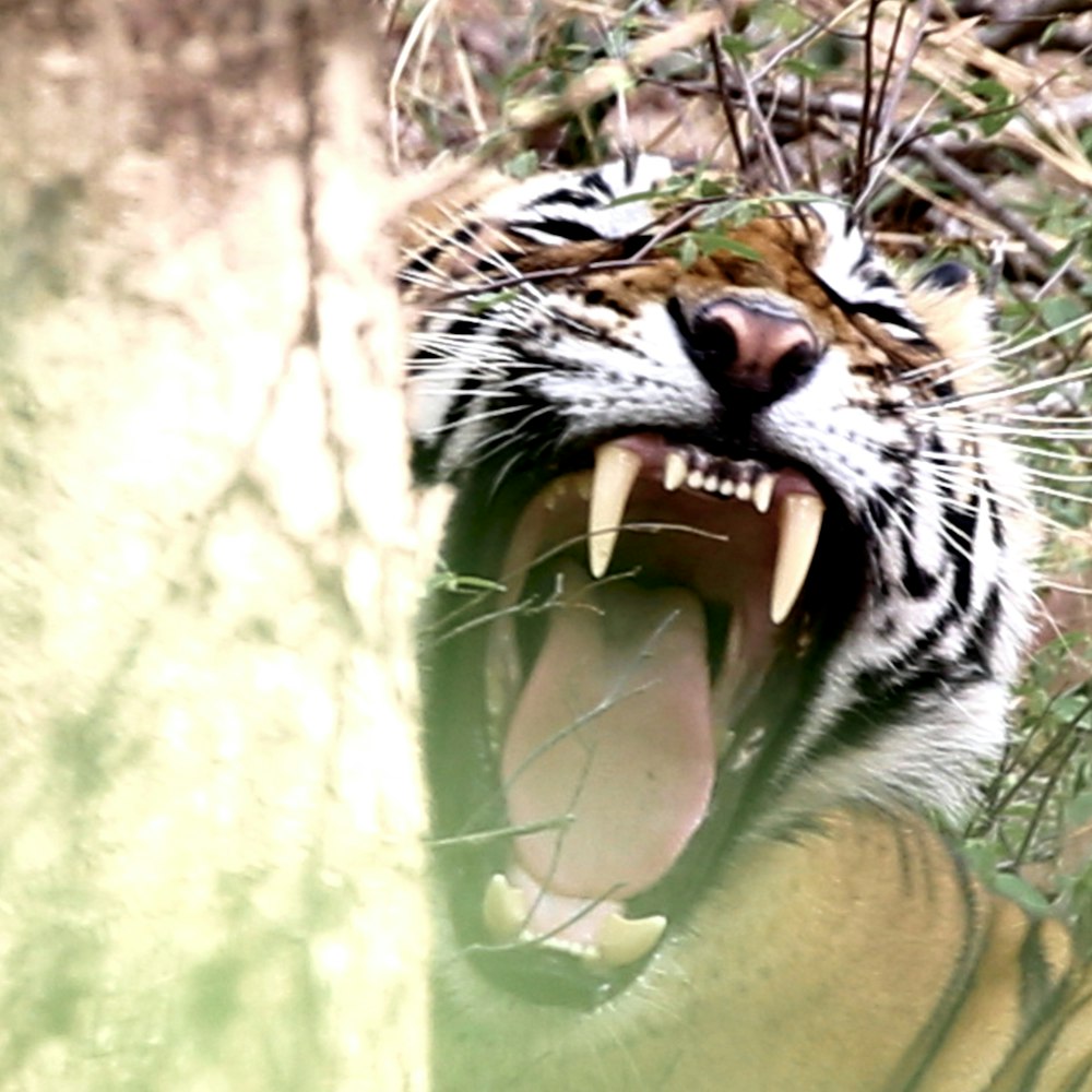 a close up of a tiger with its mouth open