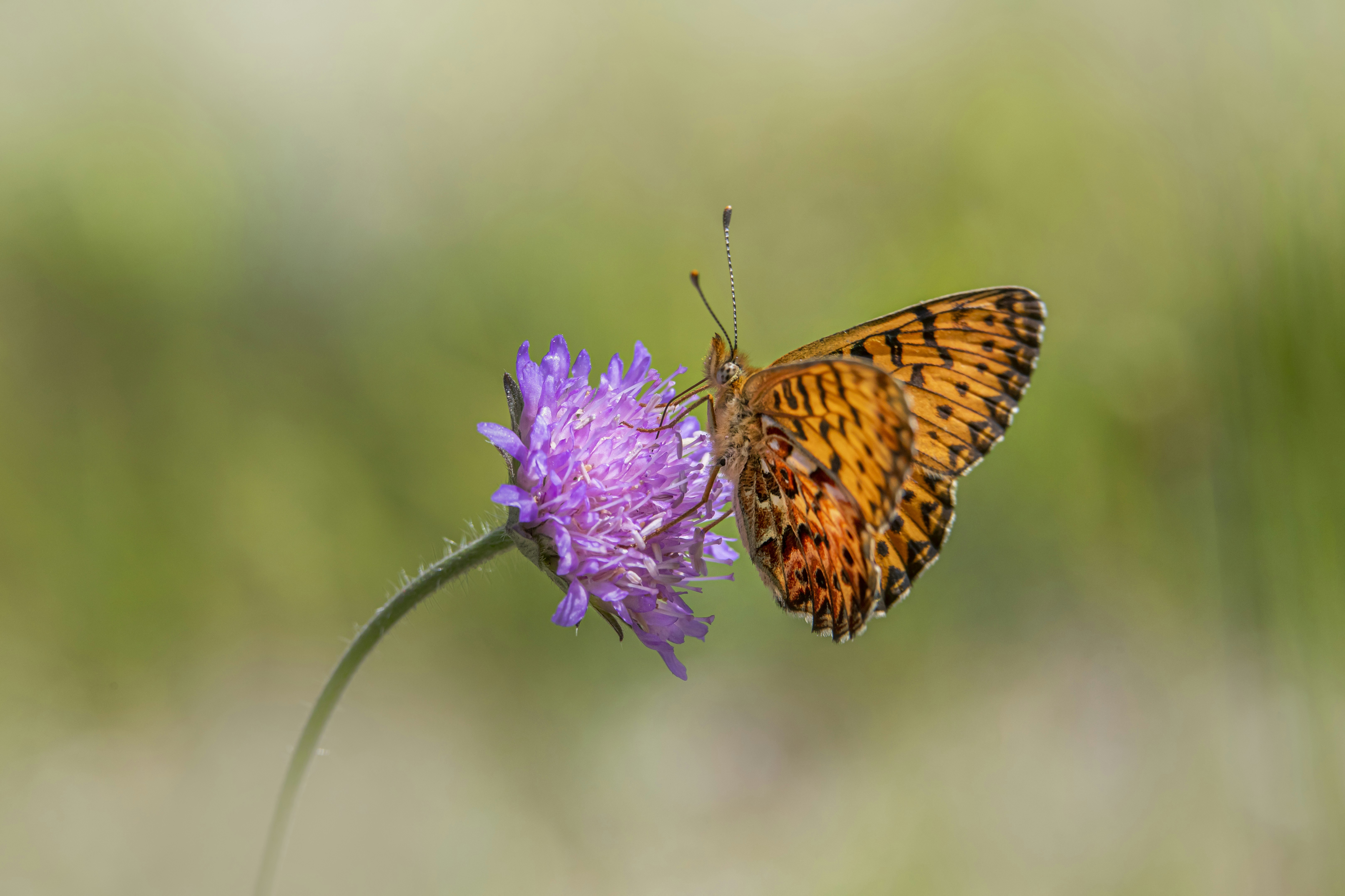 Photo by erik_karits