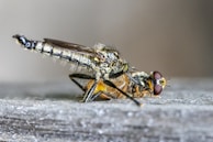 A close-up image of a predatory insect, possibly a robber fly, capturing and feeding on a smaller fly. The detailed view highlights the intricate body structure, wings, and the compound eyes of both insects. The setting appears to be on a wooden surface with a blurred background.