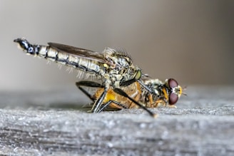 A close-up image of a predatory insect, possibly a robber fly, capturing and feeding on a smaller fly. The detailed view highlights the intricate body structure, wings, and the compound eyes of both insects. The setting appears to be on a wooden surface with a blurred background.