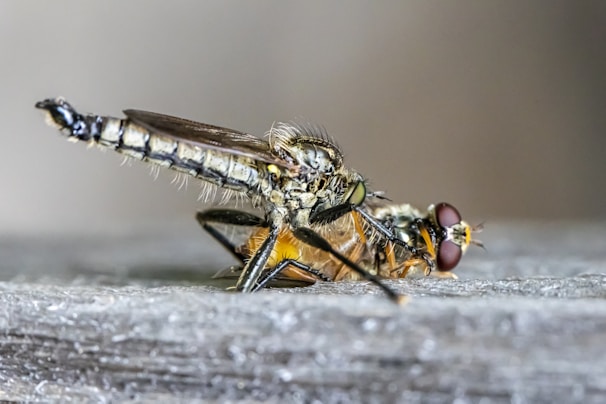 A close-up image of a predatory insect, possibly a robber fly, capturing and feeding on a smaller fly. The detailed view highlights the intricate body structure, wings, and the compound eyes of both insects. The setting appears to be on a wooden surface with a blurred background.