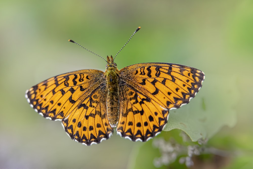 a yellow and black butterfly sitting on top of a leaf