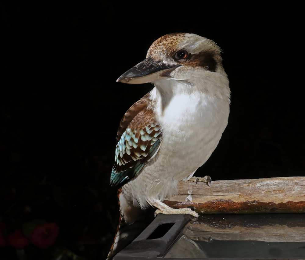 a bird sitting on top of a piece of wood