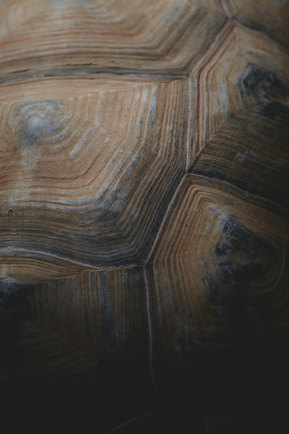 a close up of a tortoise shell