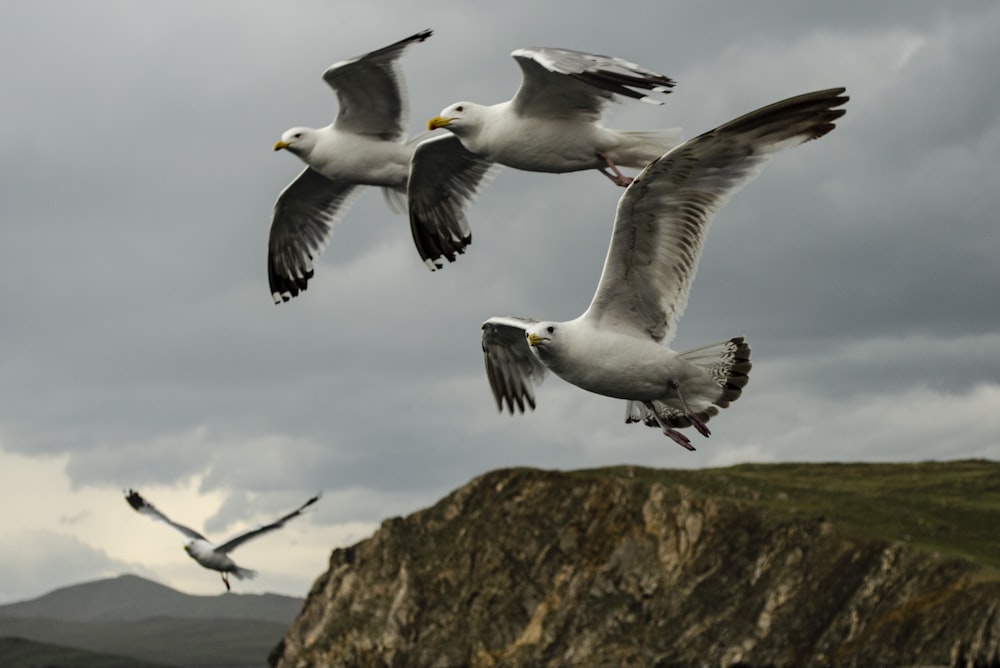 three seagulls flying over a rocky cliff on a cloudy day