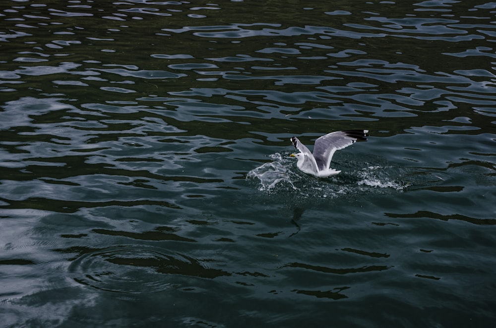 Un gabbiano che vola sopra uno specchio d'acqua