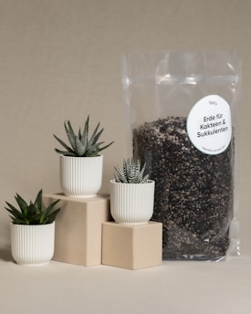 Three small succulent plants in white ribbed pots are arranged on beige blocks. Beside them is a clear bag filled with cactus and succulent soil mix, labeled in German, which translates to 'Soil for Cacti & Succulents.' The background is a neutral tone.