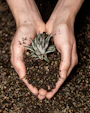 a person holding a plant in their hands
